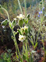 silene multinervia